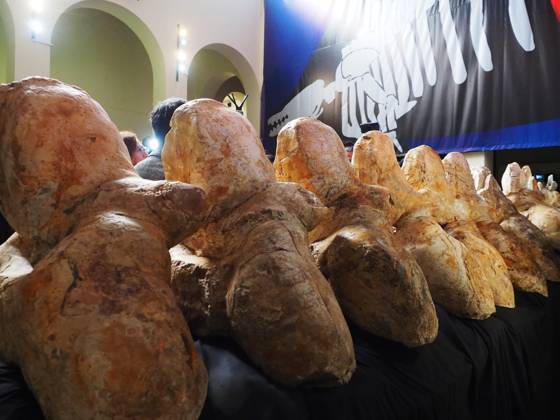 Peru, bones of the prehistoric whale Perucetus Colossus in the Natural History Museum in Lima