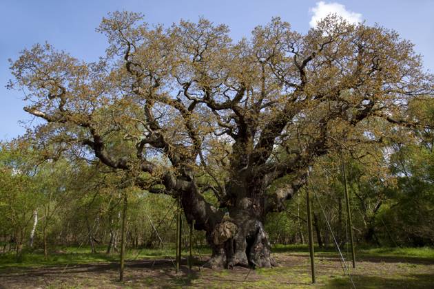 Großbritannien, Uralte Robin-Hood-Eiche im Sherwood Forest in Nottingham abgestorben, Archivbilder