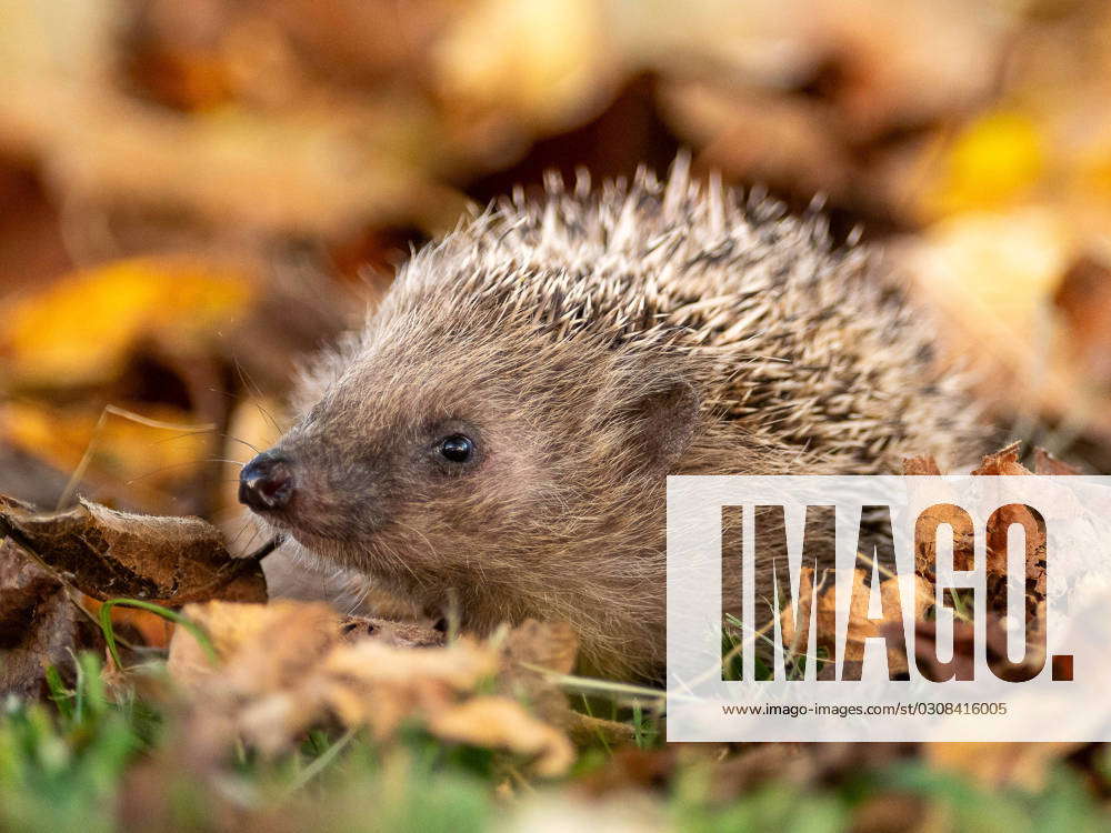 The hedgehog is animal of the year 2024 | IMAGO