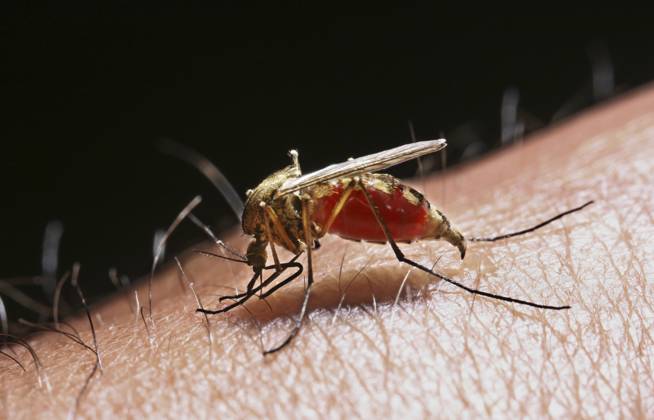 Von Stechmücken übertragen - Erstmals Sindbis-Virus in Deutschland nachgewiesen - Archiv-/ Symbolbilder