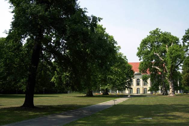 Berlin, Schlosspark Schönhausen, historic beech tree has to be felled, archive pictures