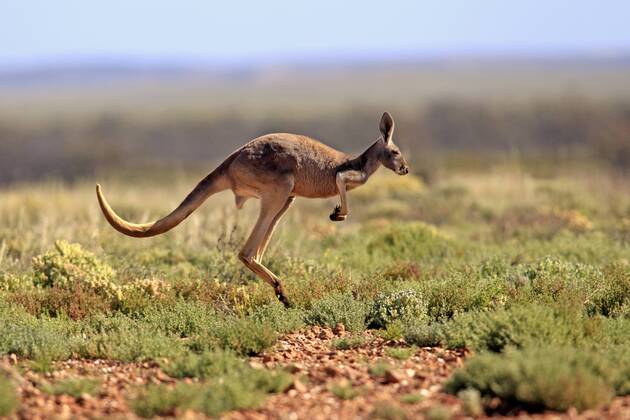 FIFA Womens World Cup 2023 - Host Australia - Wildlife