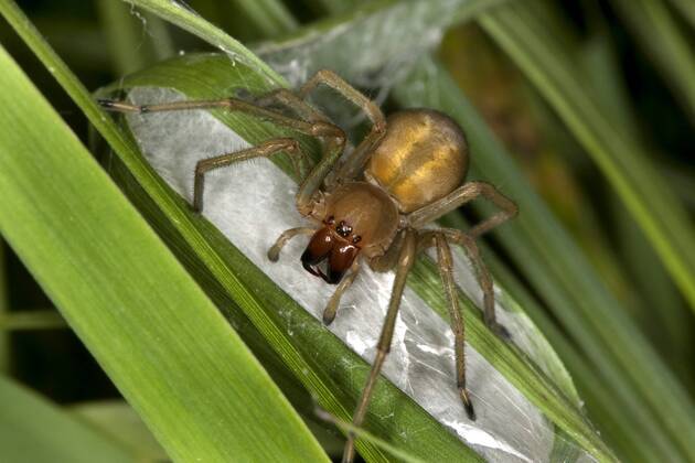 Spider species Nurse Thornfinger apparently spreading in Berlin