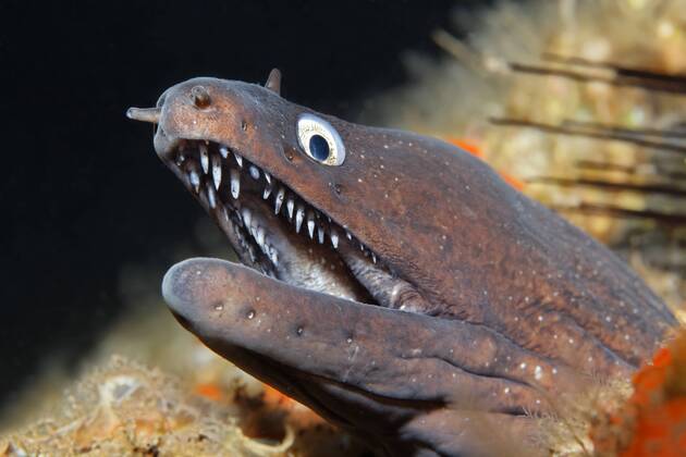 Nature, Animals, Fish, Moray Eels, Black Moray Eel or Prince August Moray Eel - Muraena augusti