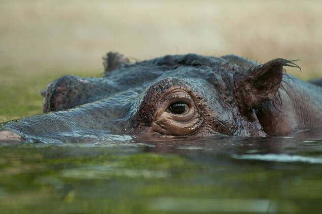 Hippopotamus Kathi died at Berlin Zoo, archive pictures