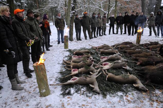 Brandenburg, Wildschweine auf dem Südwestkirchhof Stahnsdorf dürfen gejagt werden - Archivbilder