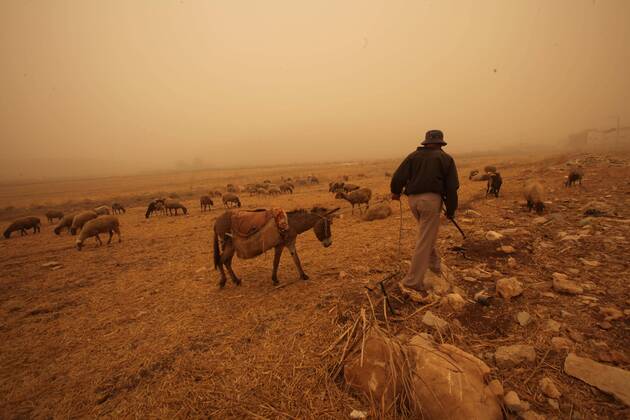 Palestine: Shepherd in the sandstorm