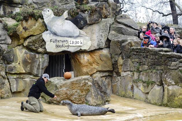 Berlin, Zoologischer Garten stops feeding the seals with commentary - archive pictures