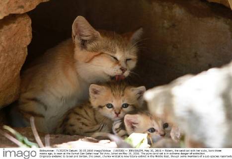 Sand cat with kitten in Israel