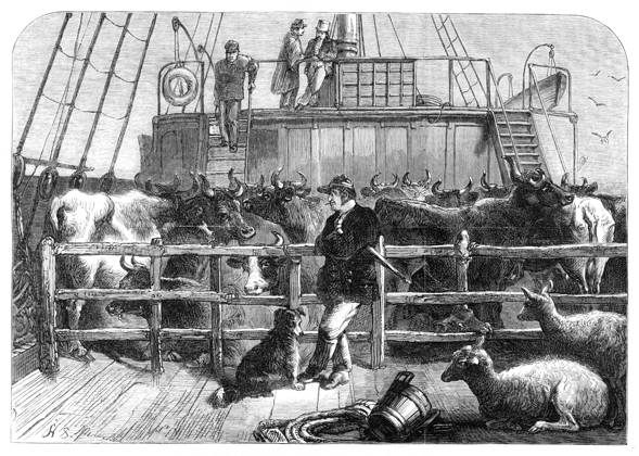 IMAGO History, Archive, Great Britain, London Metropolitan Cattle Market 1850–1950