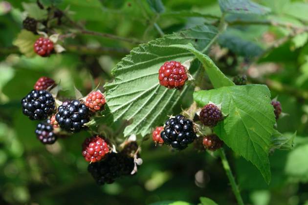 IMAGO Creative, season summer, food, blackberries