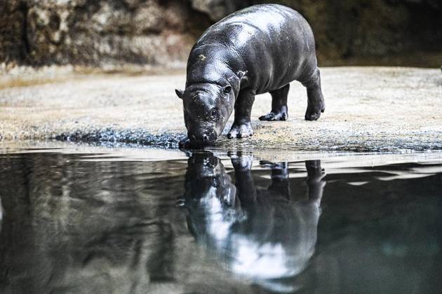 Berlin mini-hippo Toni moves to Mulhouse, archive pictures