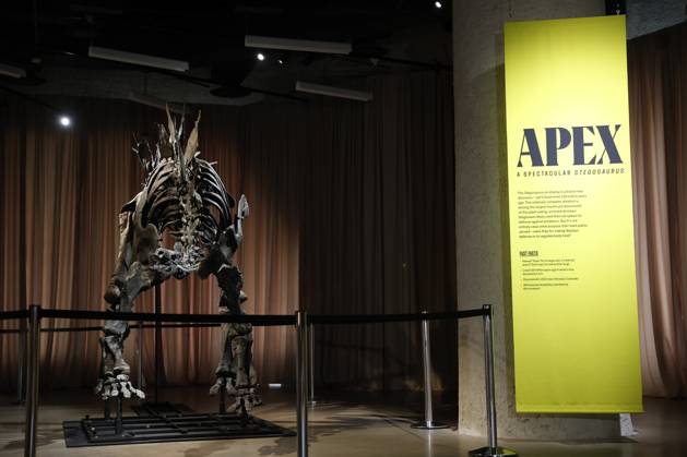 New York, Stegosaurus named Apex in the American Museum of Natural History