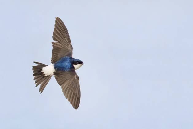 The house martin is Bird of the Year 2027