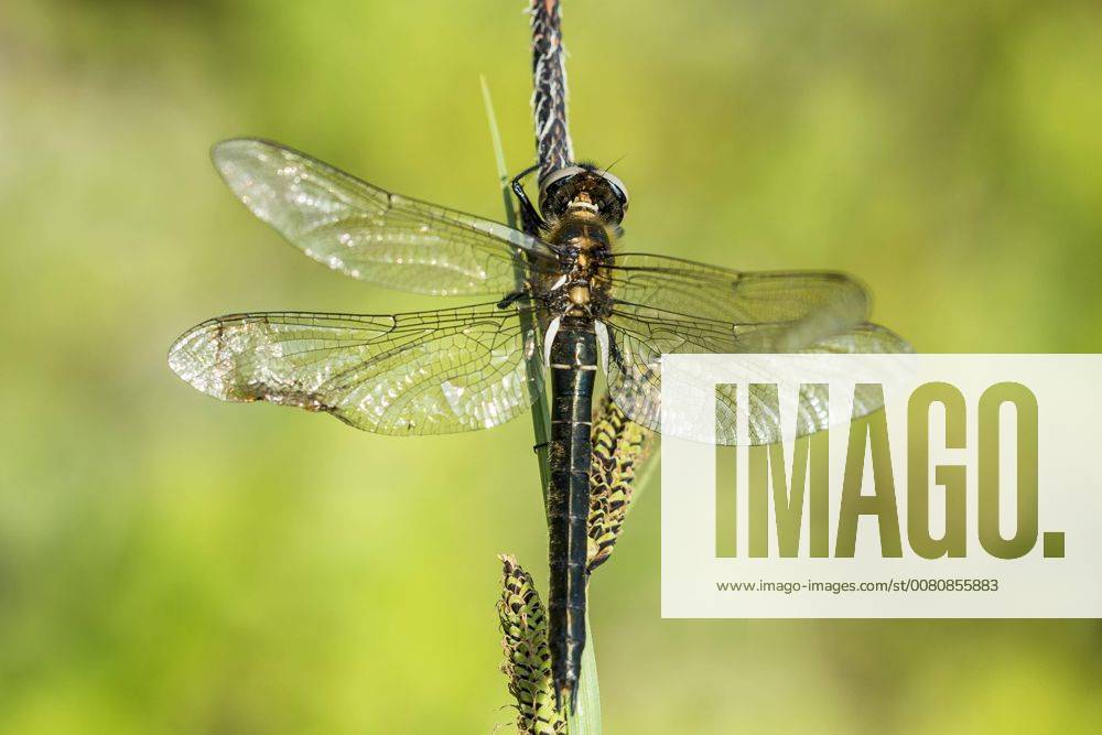 Alpine Emerald Dragonfly is Dragonfly of the | IMAGO