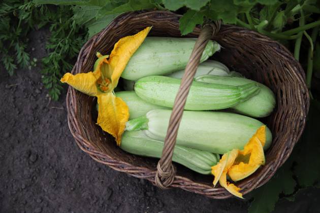 IMAGO Creative, season summer, food, courgette