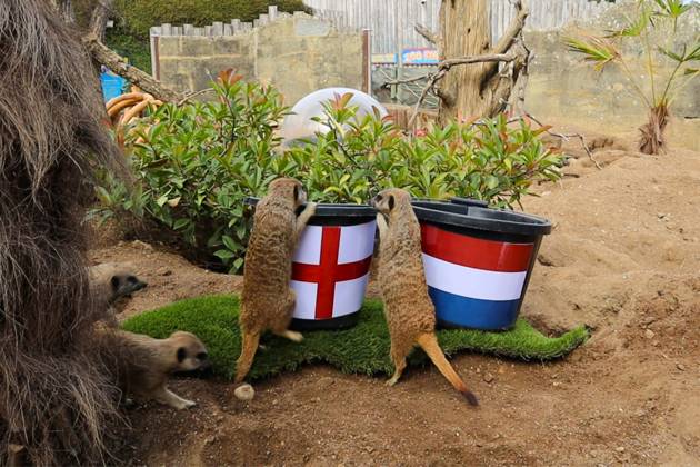 EURO 2025, meerkat oracle at the zoo