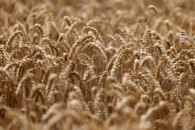Bauernverband befürchtet teils totalen Ernteausfall wegen Trockenheit, Archivbilder