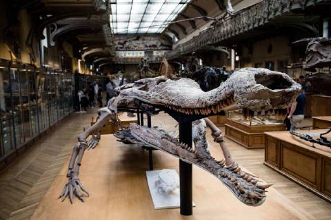 Paris: Palaeontological Department in the Natural History Museum