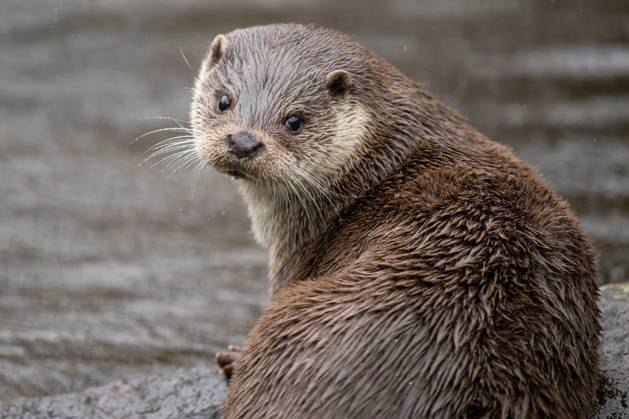 World Otter Day on 27 May