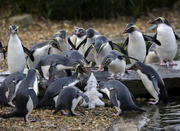 Christmas presents for the animals at Whipsnade Zoo