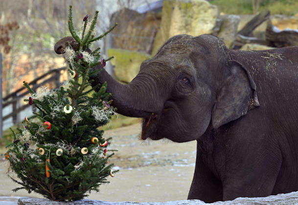 Tiere im Zoo von Prag bekommen Weihnachtsbäume