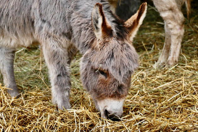 Island Farm Donkey Sanctuary in Oxfordshire