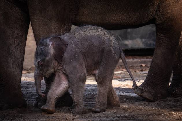 Elephant calf Mook Uhm at Artis Zoo in Amsterdam