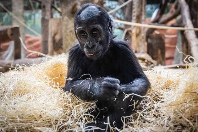 Baby gorilla Mobi celebrates her second birthday at Prague Zoo