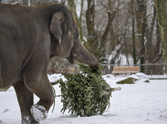 Berlin, Tiere im Zoo bekommen weggeworfene Weihnachtsbäume