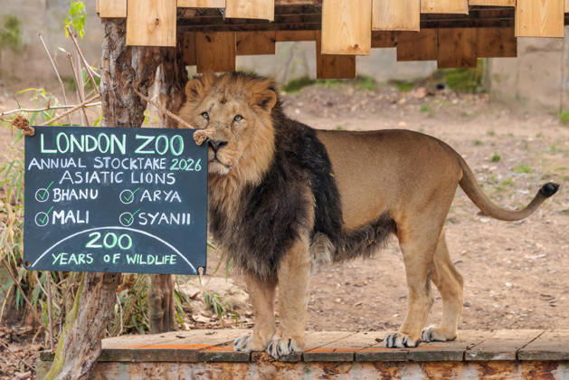 Jahresinventur im Londoner Zoo