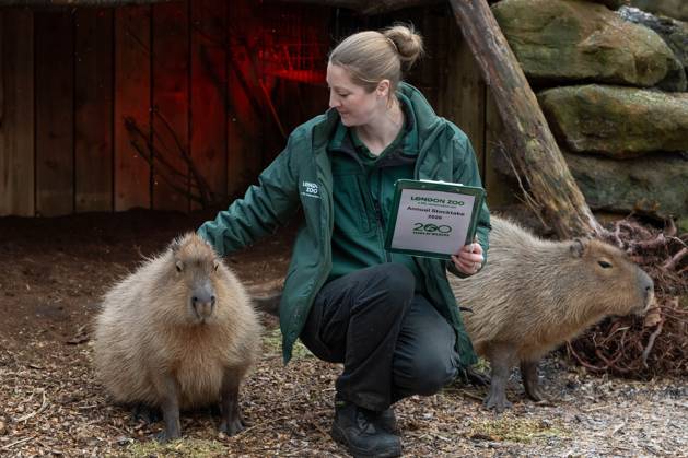 Jahresinventur im Londoner Zoo