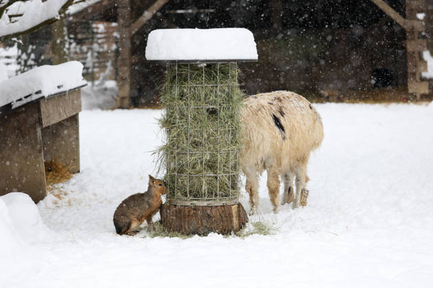 Schnee im Zoo von Zagreb, Kroatien