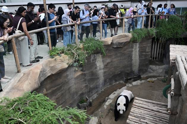 Pandabären im Negara Zoo bei Kuala Lumpur, Malaysia