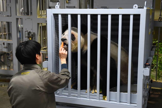 Japan, Pandas Xiao Xiao und Lei Lei werden nach China zurück gebracht