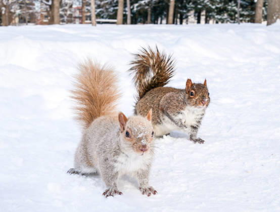 Eichhörnchen im Schnee in Quebec, Kanada