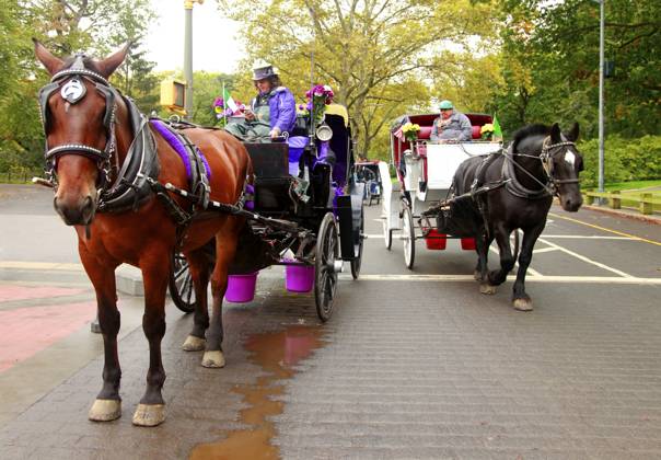New York plans to ban horse-drawn carriages in Central Park