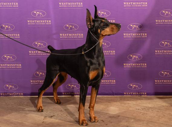 Westminster Kennel Club Dog Show in New York