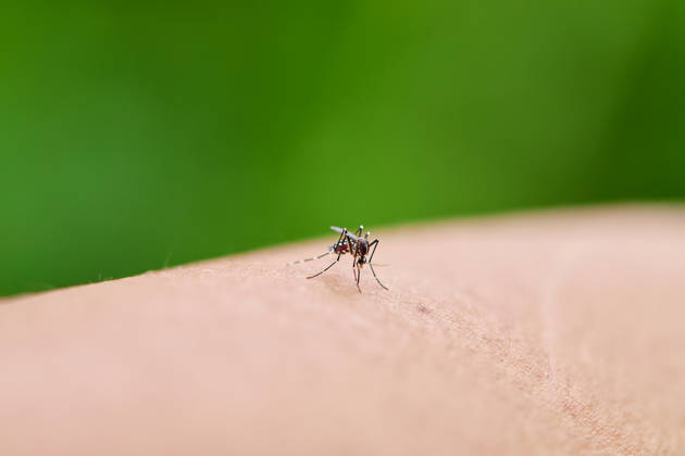 Frankfurt rät nach Malaria-Fällen im Umfeld des Flughafens zu Mückenschutz, Archivbilder