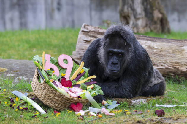 Gorilla Fatou celebrates her 69th birthday at Berlin Zoo