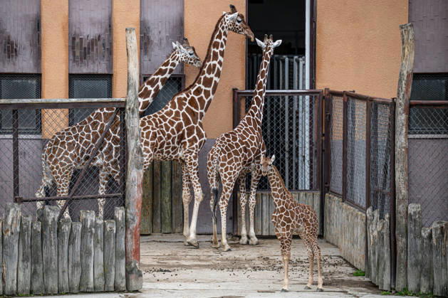 Safari Park Dvur Kralove nad Labem in Tschechien