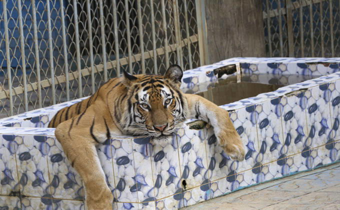 Tiger in Chittagong, Indien leiden unter großer Hitze
