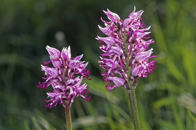 Affen-Knabenkraut ist Orchidee des Jahres 2027
