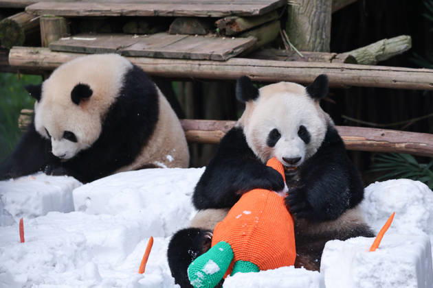 Riesenpandas im Zoo von Chongqing