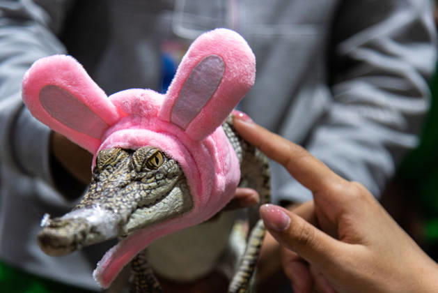 Thailand, Haustier Expo in Bangkok