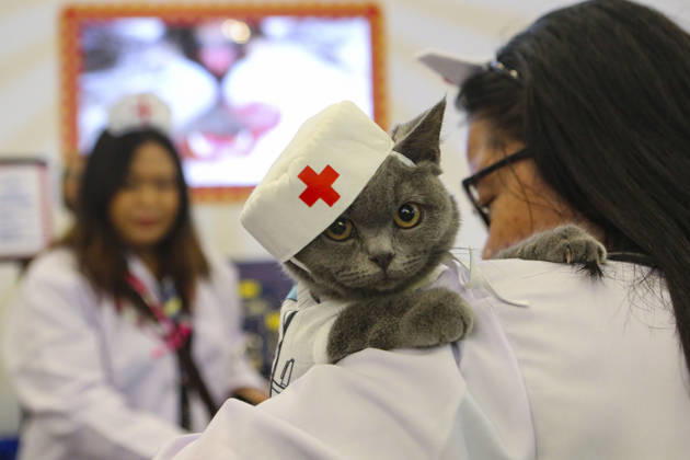 Indonesien, Pet Fest in Tangerang Selatan