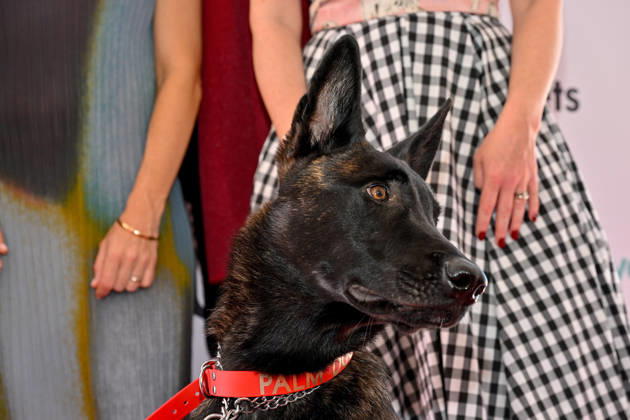 Internationale Filmfestspiele von Cannes, Palm Dog Award