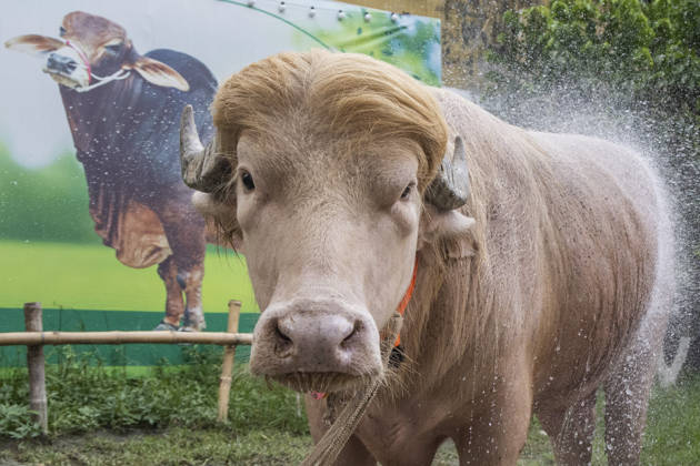 Bangladesch, Albino-Büffel mit Spitznamen Donald Trump in Narayanganj