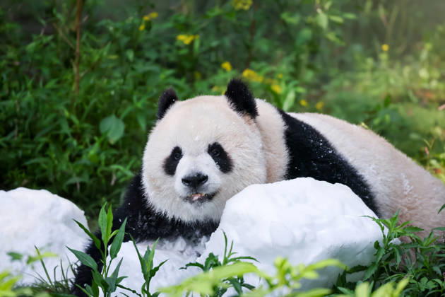 Riesenpandas im Zoo von Chongqing