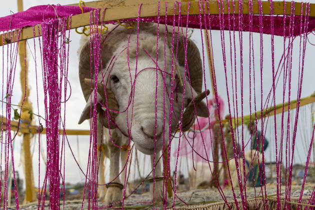Indien, Vorbereitungen auf das islamische Opferfest Eid al-Adha, landesweite Eindrücke